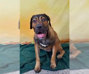 Mastiff Dogs for adoption in Henderson, NV, USA