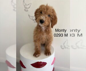 Golden Retriever Dogs for adoption in Studio City, CA, USA