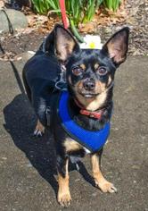 Chihuahua-Unknown Mix Dogs for adoption in Salem, OR, USA