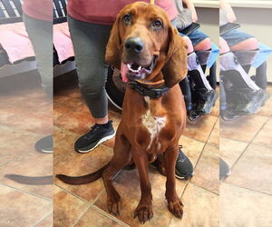 Redbone Coonhound Dogs for adoption in Amarillo, TX, USA