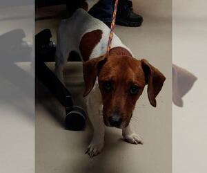 Jack Russell Terrier Dogs for adoption in Johnson City, TN, USA
