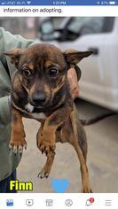 Chug Dogs for adoption in Pleasanton, TX, USA