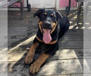 Rottweiler Dogs for adoption in Pleasant Hill, CA, USA