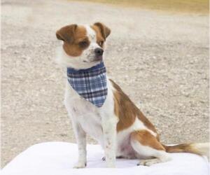 Pekingese Dogs for adoption in Carrollton, TX, USA