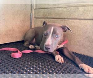 American Pit Bull Terrier-Unknown Mix Dogs for adoption in pomona, CA, USA