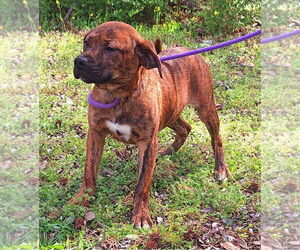 Bulldog-Labrador Retriever Mix Dogs for adoption in Wetumpka, AL, USA