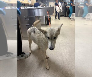 Siberian Husky Dogs for adoption in Riverside, CA, USA
