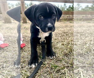 Mutt Dogs for adoption in Tarrytown, GA, USA