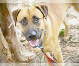 Labrador Retriever-Unknown Mix Dogs for adoption in Tallahassee, FL, USA