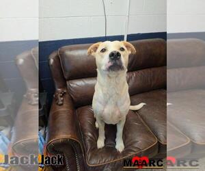 Labrador Retriever-Unknown Mix Dogs for adoption in Maryville, TN, USA