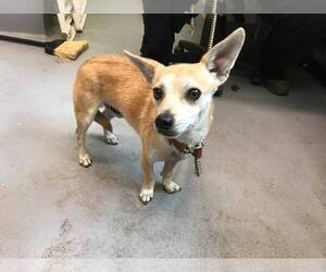 Chihuahua Dogs for adoption in Beckley, WV, USA