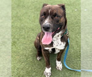 American Pit Bull Terrier-Unknown Mix Dogs for adoption in Las Vegas, NV, USA