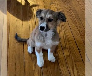 Medium Photo #1 Chiweenie Puppy For Sale in SHERBURNE, NY, USA