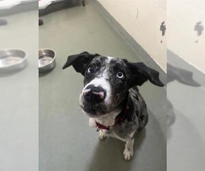 Catahoula Leopard Dog-Unknown Mix Dogs for adoption in Boston, MA, USA