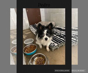Chihuahua-Unknown Mix Dogs for adoption in Kewanee, IL, USA