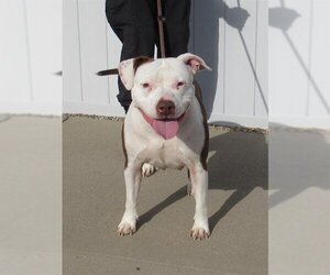 Staffordshire Bull Terrier Dogs for adoption in Louisville, KY, USA