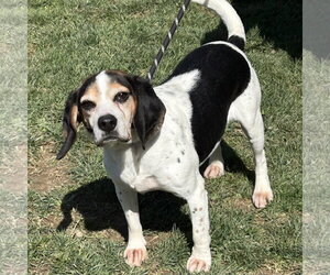 Beagle Dogs for adoption in Batavia, OH, USA