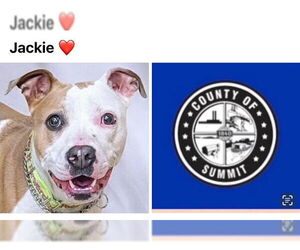 American Pit Bull Terrier Dogs for adoption in Akron, OH, USA