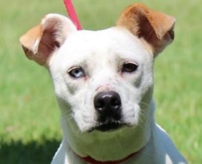 American Bull-Jack Dogs for adoption in Yardley, PA, USA