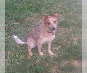 Mutt Dogs for adoption in Garden City, NY, USA