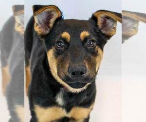 Mutt Dogs for adoption in Kennesaw, GA, USA