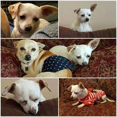 Chihuahua Dogs for adoption in Leduc, Alberta, Canada