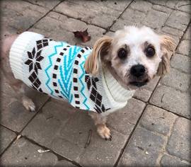 Dandie Dinmont Terrier Dogs for adoption in Zionsville, IN, USA