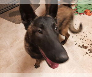 Mutt Dogs for adoption in Imlay City, MI, USA