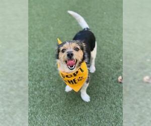 Cairn Terrier-Unknown Mix Dogs for adoption in San Martin, CA, USA