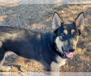 German Shepherd Dog-Siberian Husky Mix Dogs for adoption in Santa Cruz, CA, USA