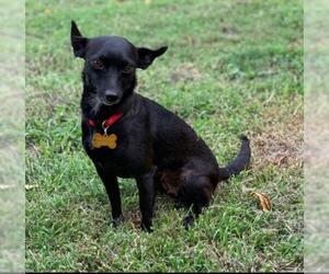 Chiweenie Dogs for adoption in Buffalo, NY, USA