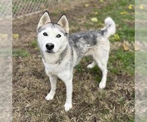 Siberian Husky Dogs for adoption in Modesto, CA, USA