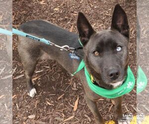 Australian Shepherd-Unknown Mix Dogs for adoption in Washington, DC, USA