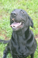 Labrador Retriever Dogs for adoption in Cochran, GA, USA