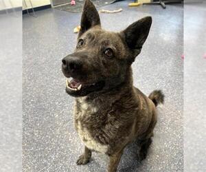 Chow Chow-Unknown Mix Dogs for adoption in Anchorage, AK, USA