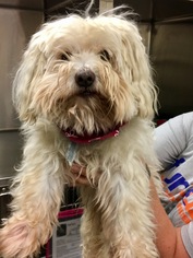 Maltese Dogs for adoption in Alpharetta, GA, USA