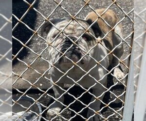 Bulldog Dogs for adoption in San Pablo, CA, USA