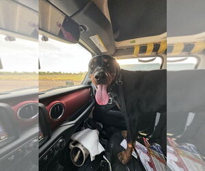 Rottweiler-Unknown Mix Dogs for adoption in Gilbert, AZ, USA