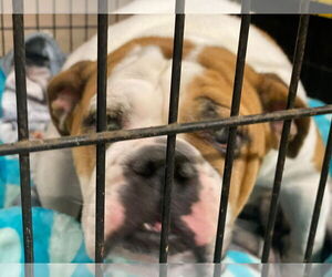 Bulldog Dogs for adoption in Lewistown, PA, USA