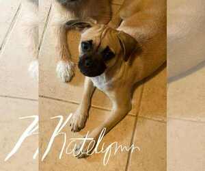 Pug-Unknown Mix Dogs for adoption in Morganville, NJ, USA