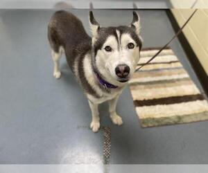 Siberian Husky Dogs for adoption in Denver, CO, USA
