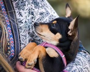 Chiweenie Dogs for adoption in boulder, CO, USA