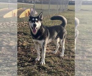 Siberian Husky Dogs for adoption in Lee's Summit, MO, USA