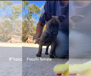 - Mix Dogs for adoption in Imlay City, MI, USA