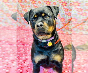 Rottweiler Dogs for adoption in Jackson , NJ, USA