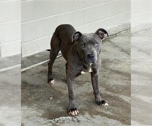 Mutt Dogs for adoption in Baytown, TX, USA