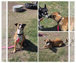 Mutt Dogs for adoption in San Antonio, TX, USA