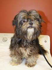 Shih Tzu Dogs for adoption in Meridian, MS, USA