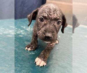Mutt Dogs for adoption in Mobile, AL, USA