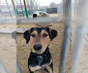 German Pinscher-Unknown Mix Dogs for adoption in Stover, MO, USA